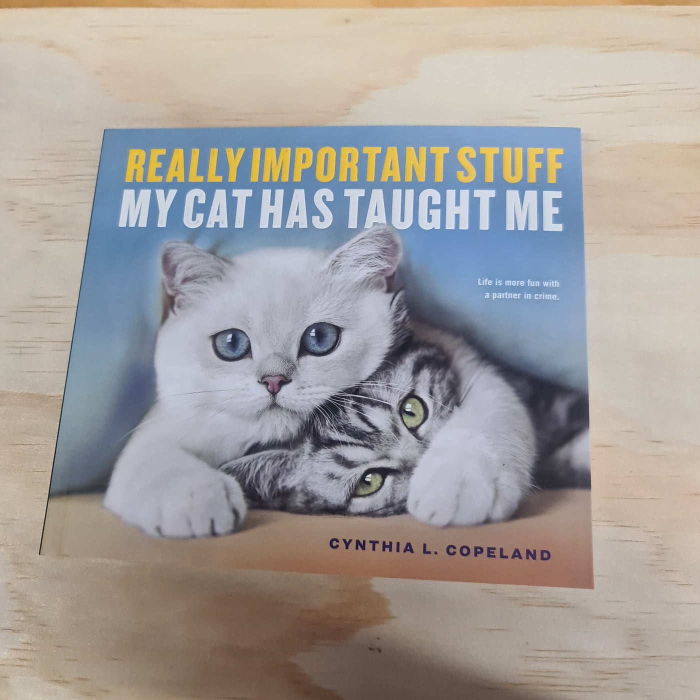 really important stuff my cat has taught me