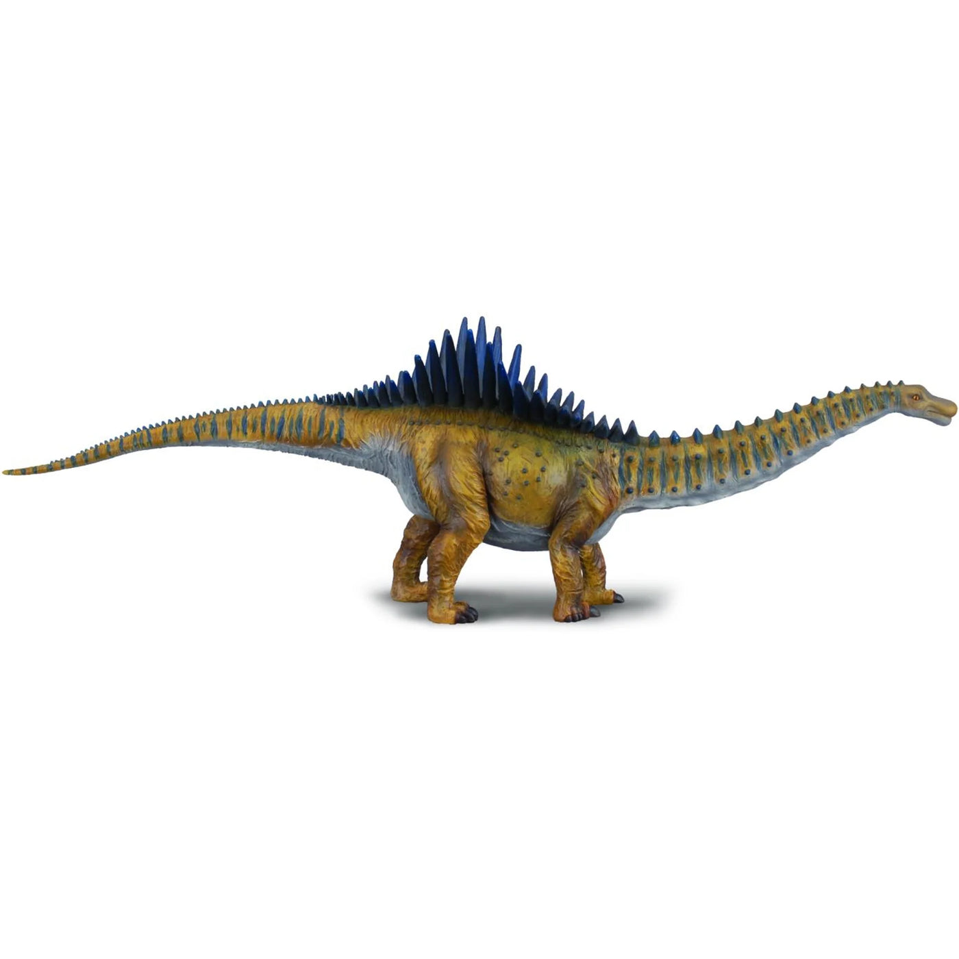 COLLECTA Augustinia Large