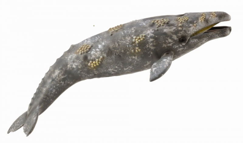 COLLECTA XL Grey Whale