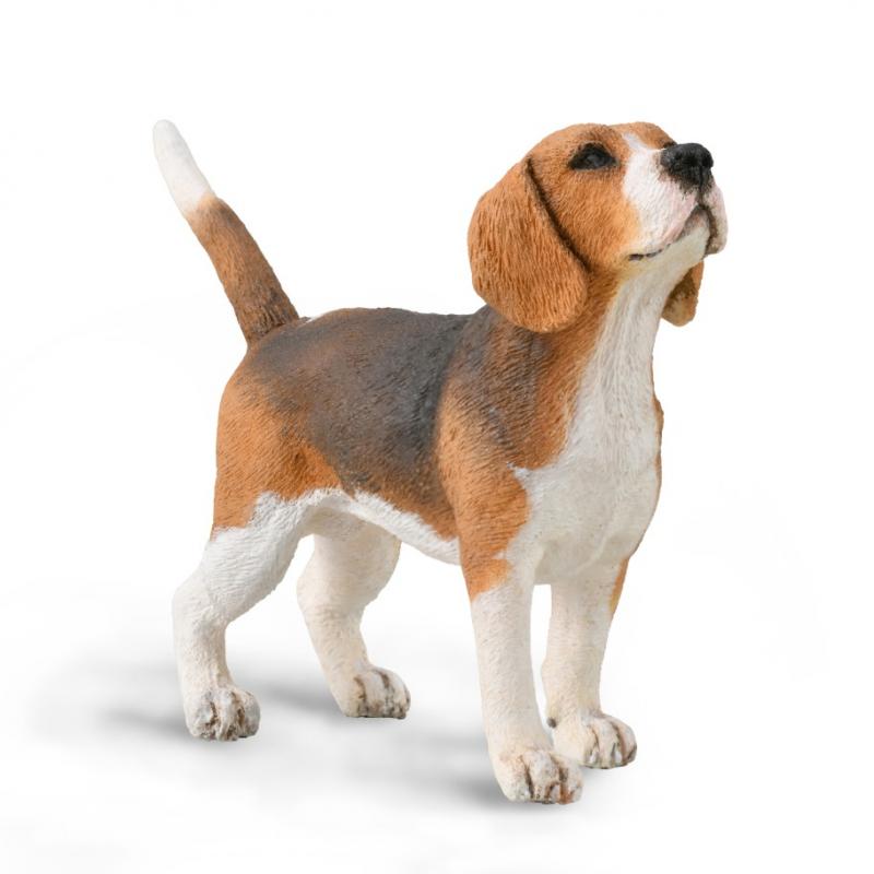 COLLECTA  Beagle M