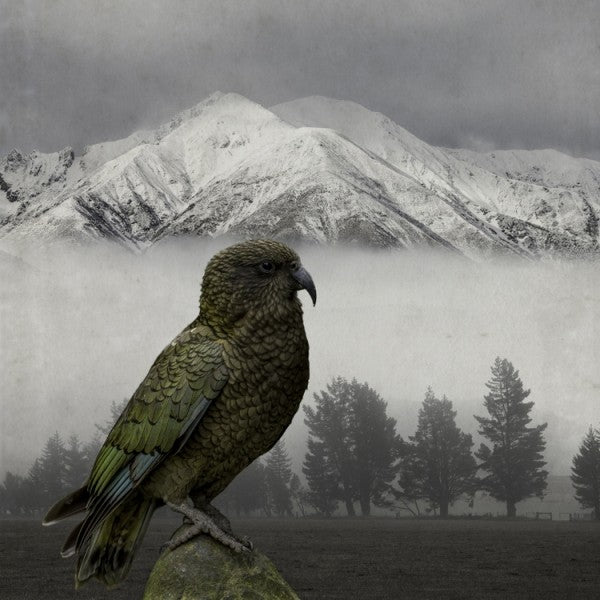Kea Keeper  Notecard Framed