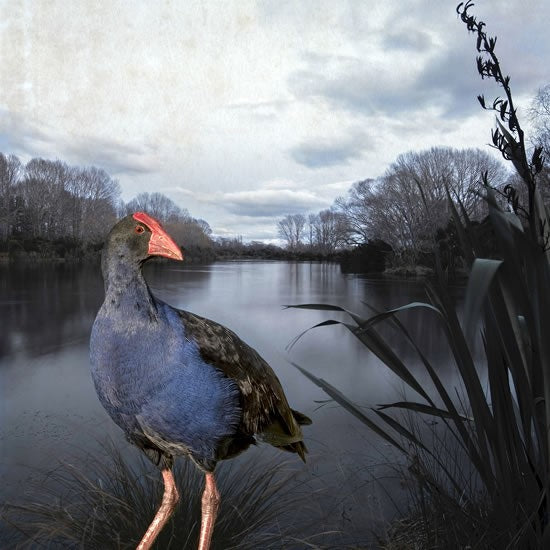 PUKEKO POND  Notecard Framed