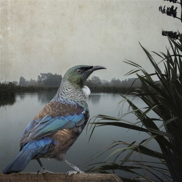 Tui Territory  Notecard Framed
